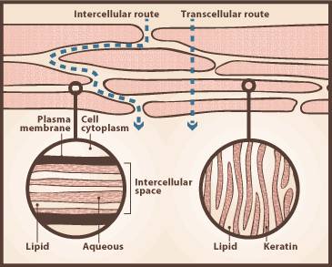 Opinions on Absorption (skin)