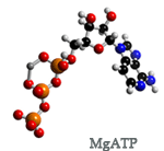 Magnesium ATP