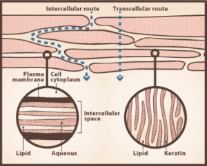 Topical Magnesium: How It Works | Ancient Minerals