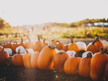 pumpkin an untapped source of magnesium